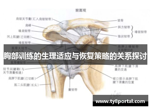 胸部训练的生理适应与恢复策略的关系探讨